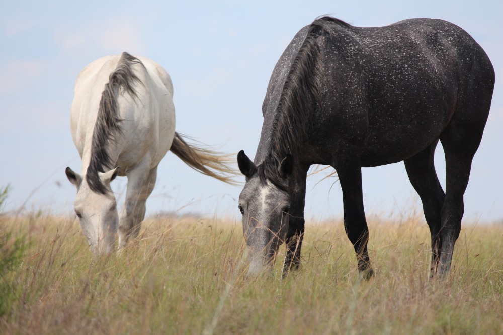 Pure bred percheron sport horses001.jpg